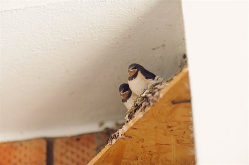 Bird nest in building