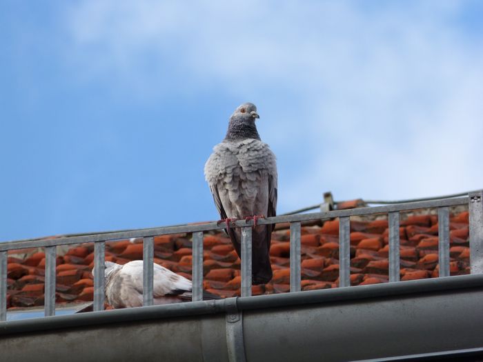pigeon on roof