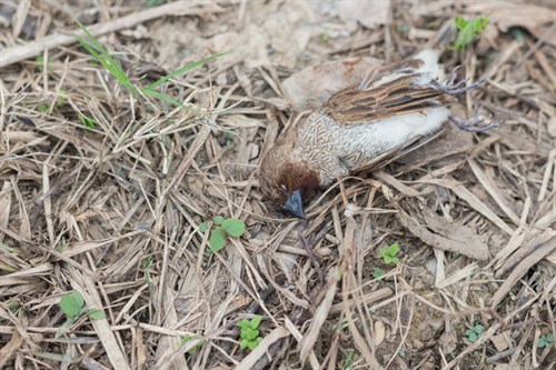 Dead sparrow