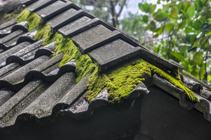 moss and mould on roof